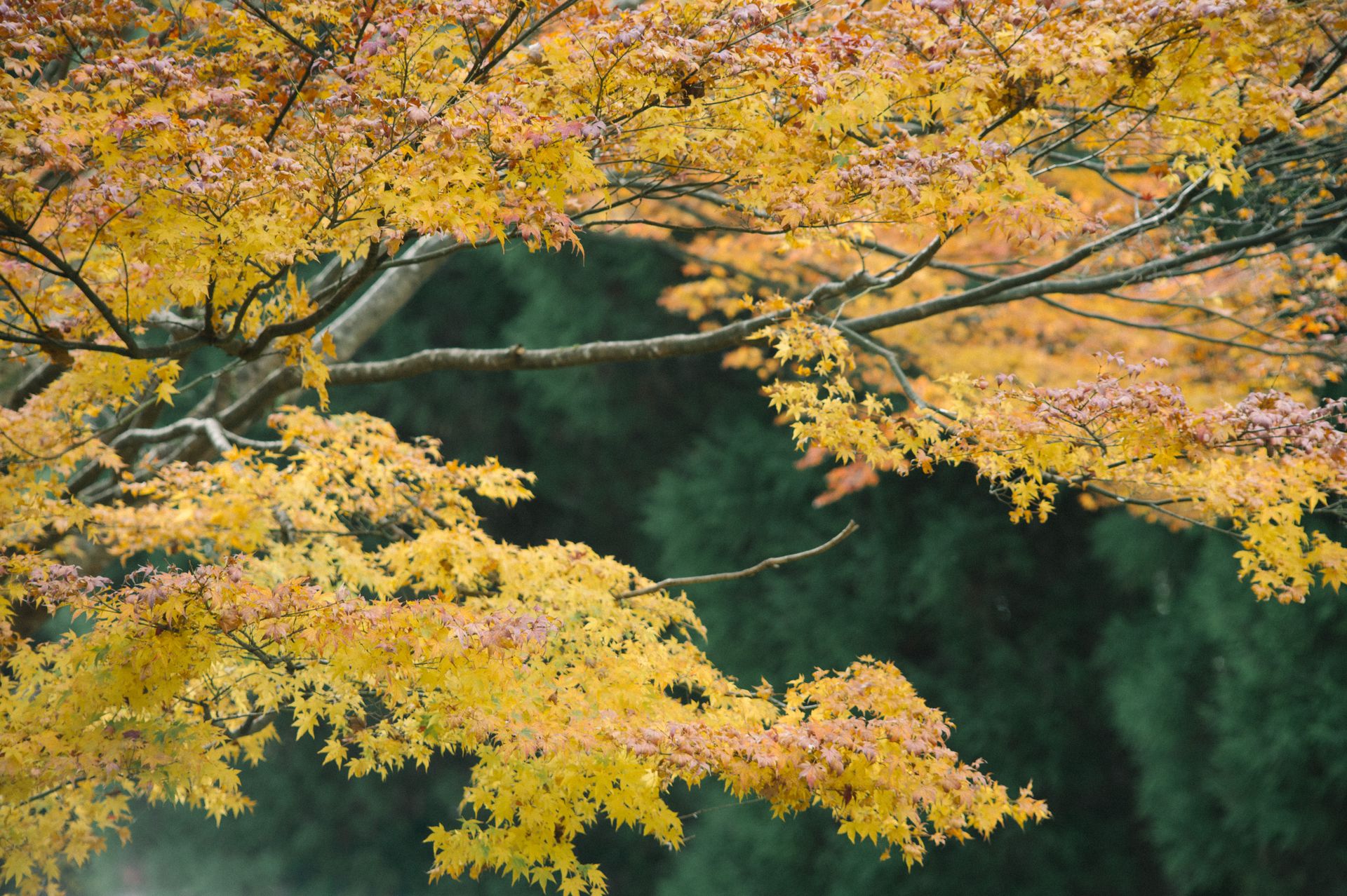 A stunning view of Japanese maple leaves during autumn in Japan, showcasing vivid yellow and orange hues.