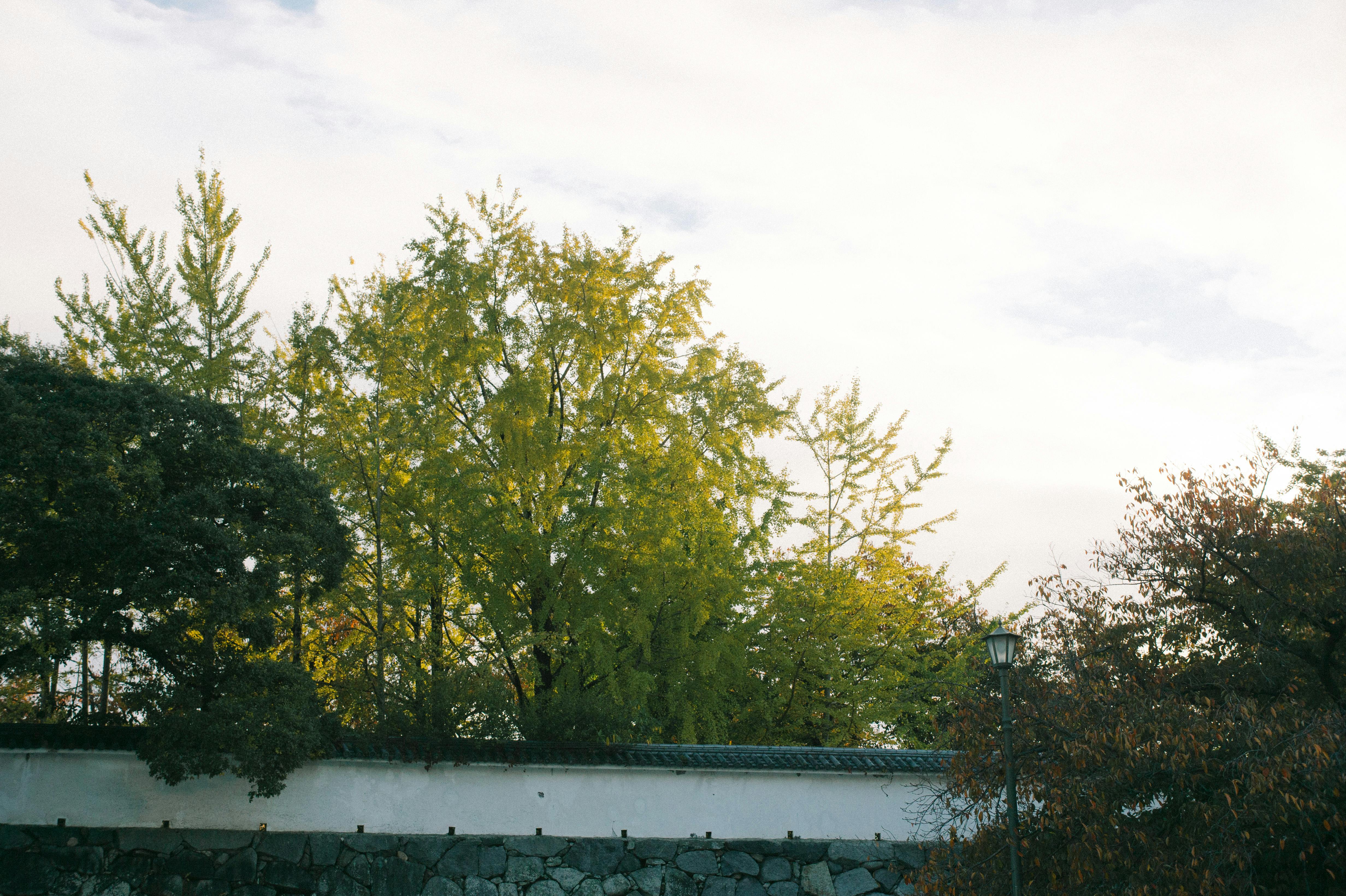 Celtis ehrenbergiana: Ecología, Propagación y Manejo para Paisajismo Sostenible