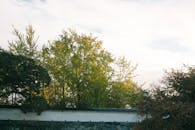 Serene Autumn Trees Against Japanese Stone Wall