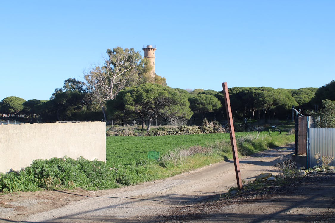 entre los pinares encontramos el faro de San Jerónimo | fotografía 1