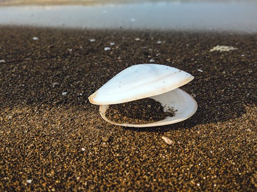 Free stock photo of beach, clam, focus
