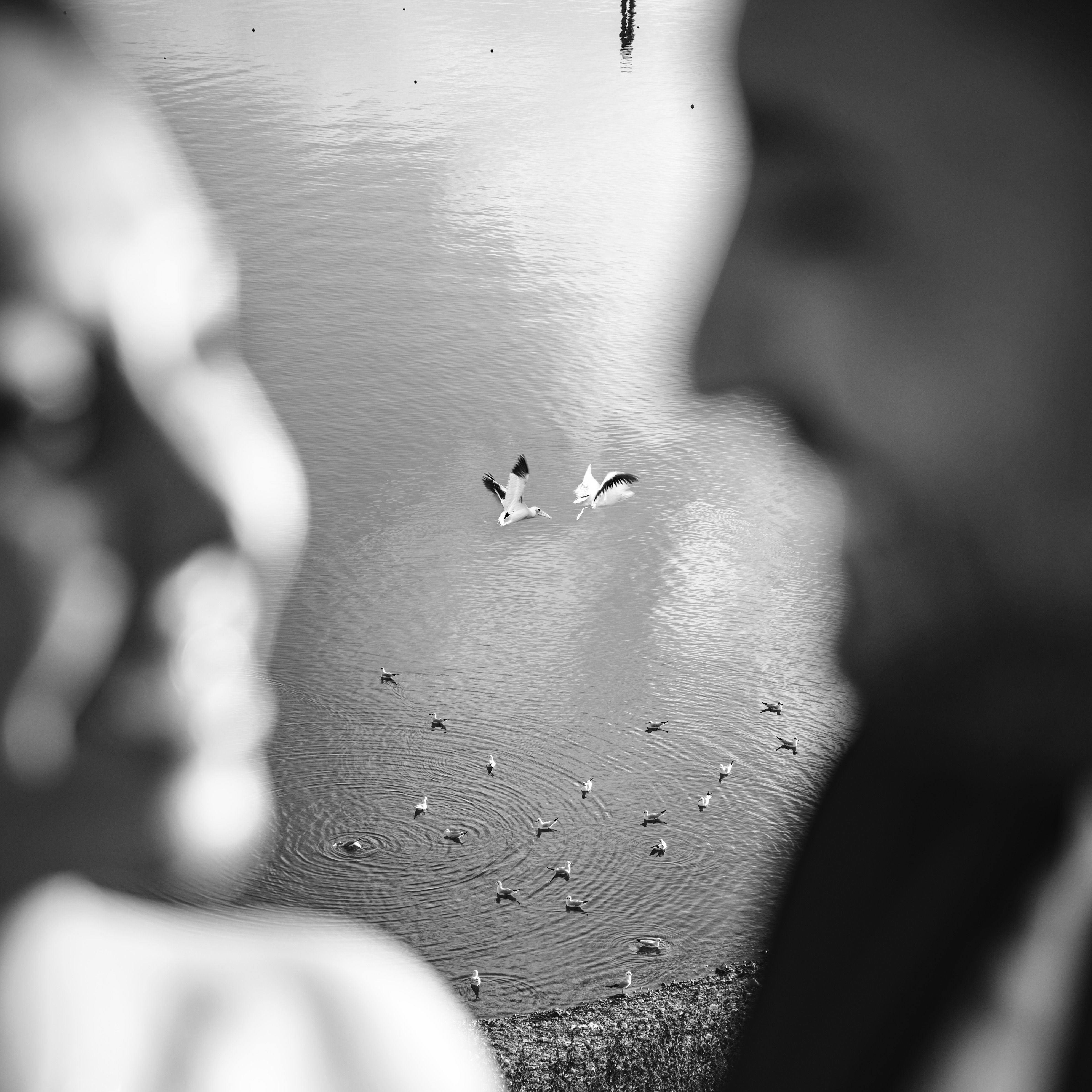 Black and white photograph of a couple standing together overlooking a river, birds in flight above the water
