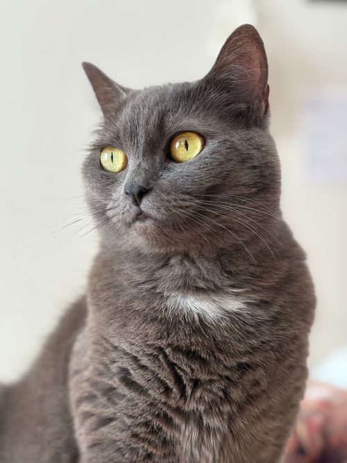 Free Elegant view of a grey domestic cat with bright yellow eyes, perfect for pet lovers and animal enthusiasts. Stock Photo