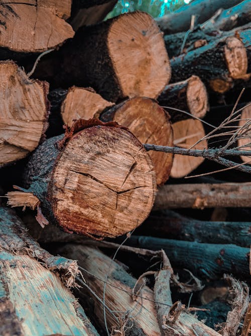 Free stock photo of logs, tree logs, tree trunks