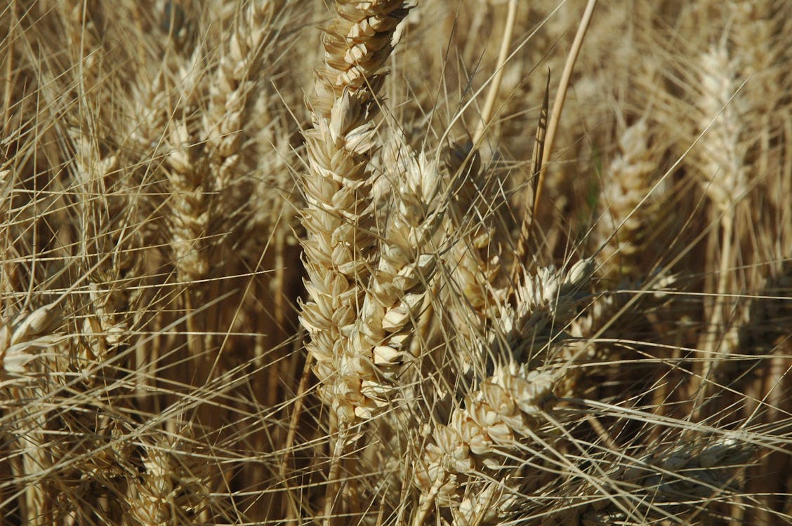 Free stock photo of ear, wheat