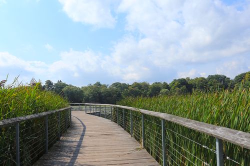 Free Explore the serene beauty of a wooden boardwalk through lush marshland in Toronto, Canada. Stock Photo