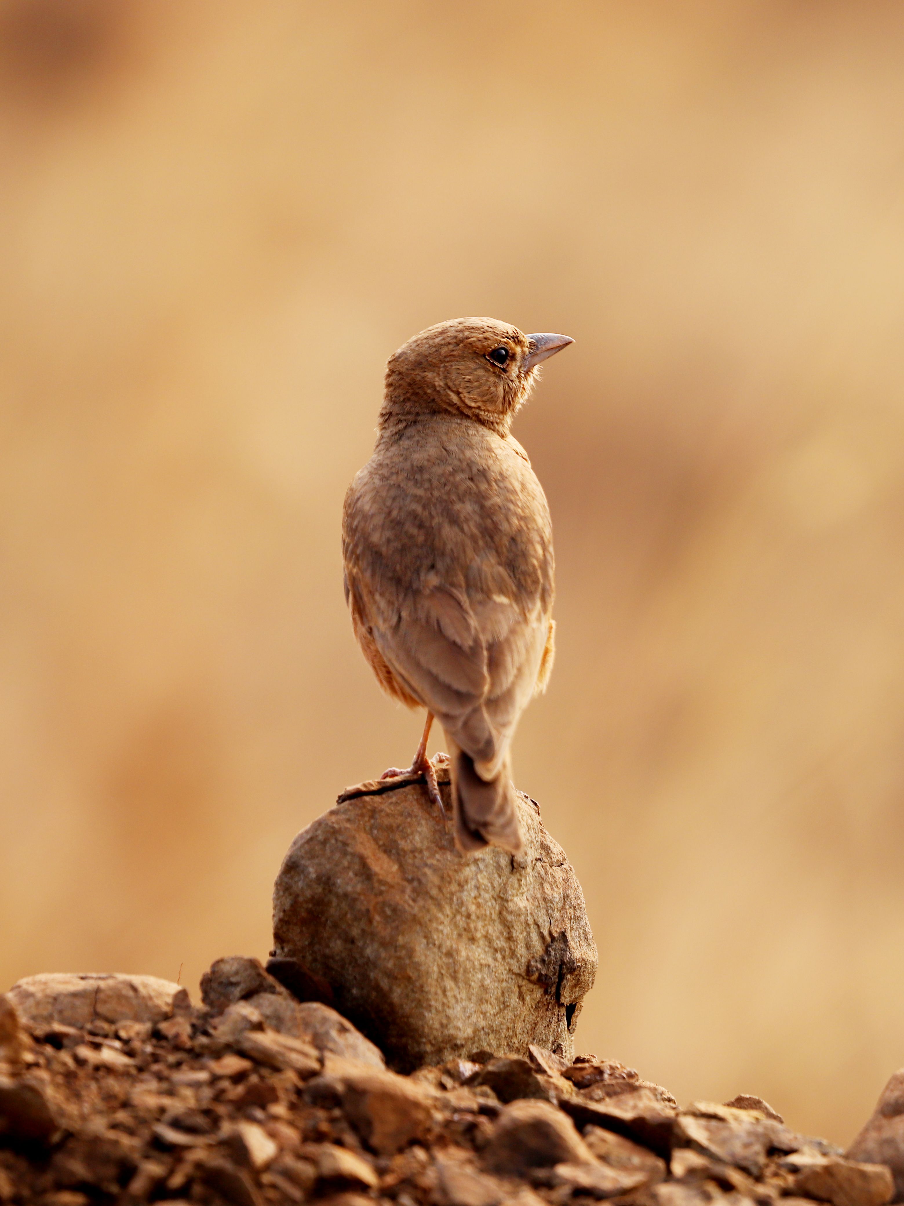A sparrow sits atop a rock in a desert landscape, showcasing nature's simplicity.