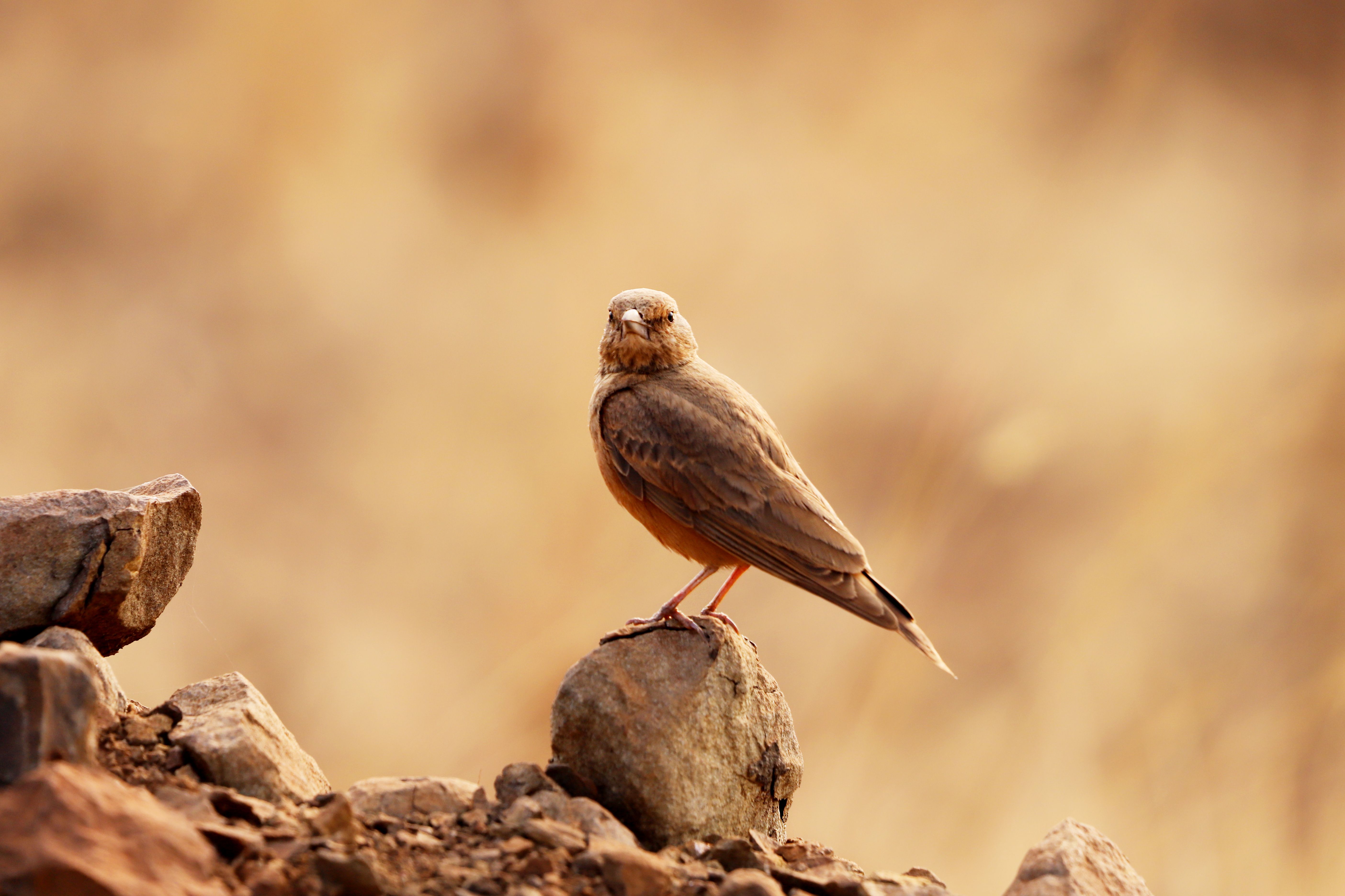 Close-up of a bird perched on a rock with blurred natural background.