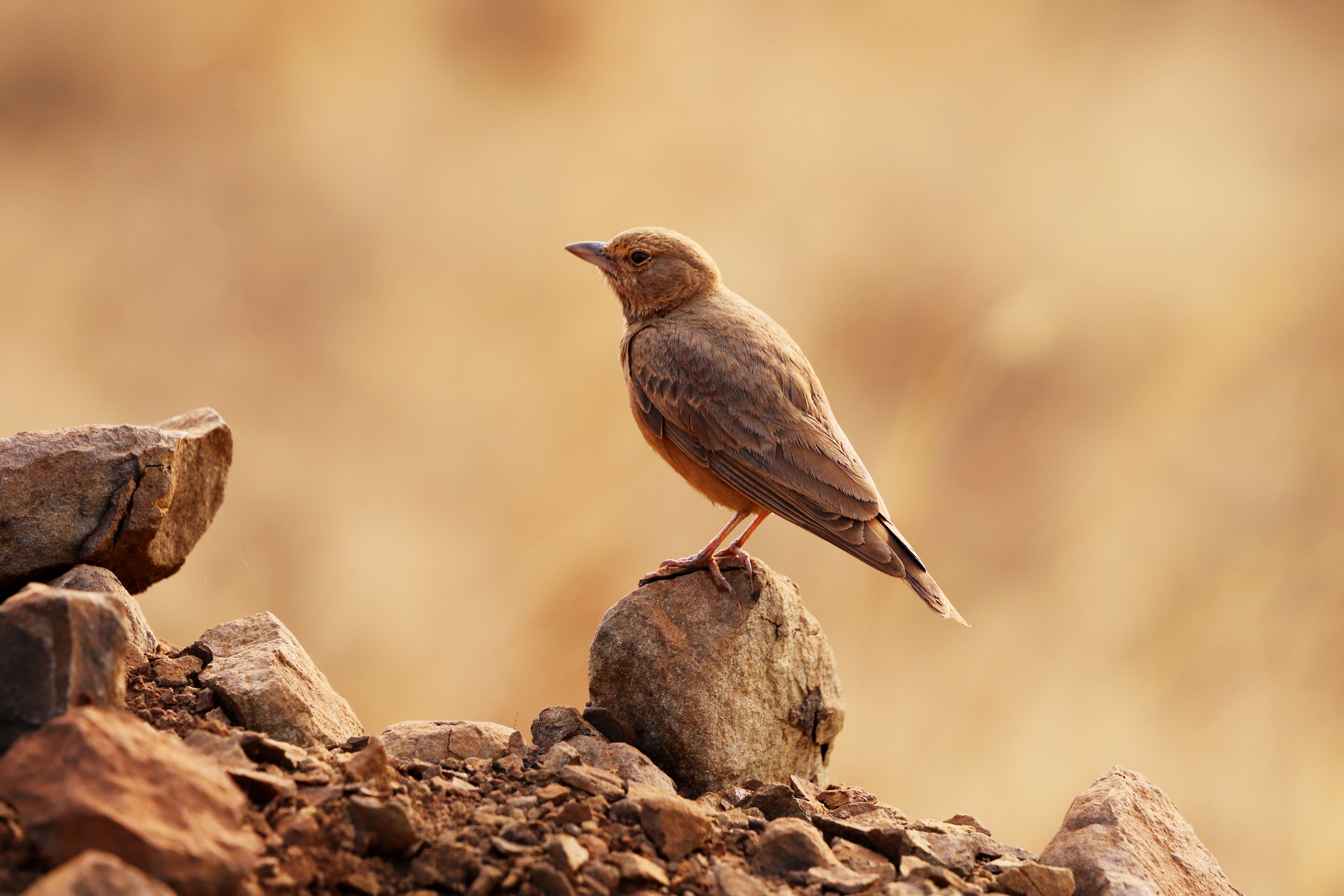 A small brown bird perched on a rock in a rocky, arid environment. Warm tones.