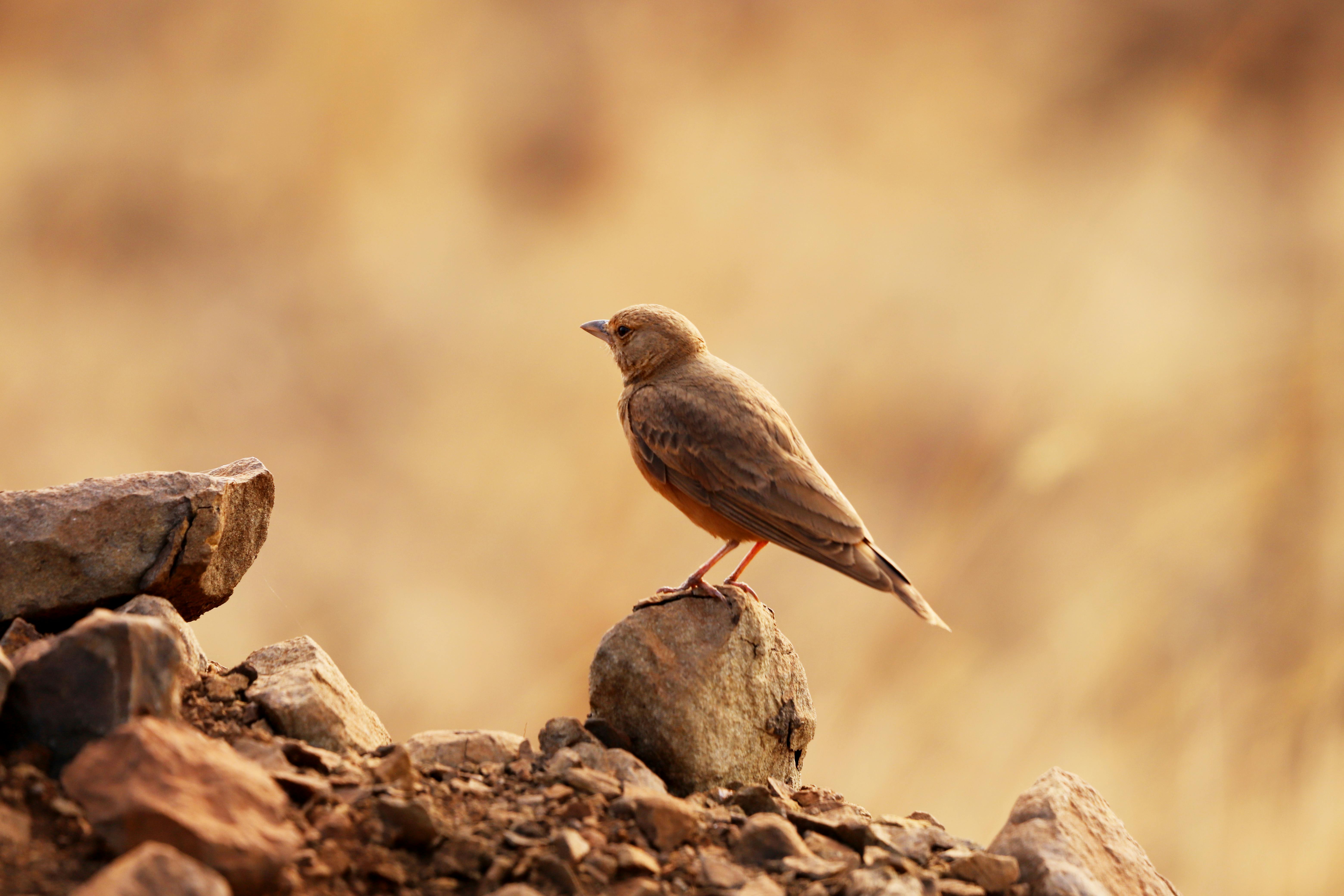 Eco-Friendly Animal Sanctuaries: Promoting Conservation and Animal Welfare