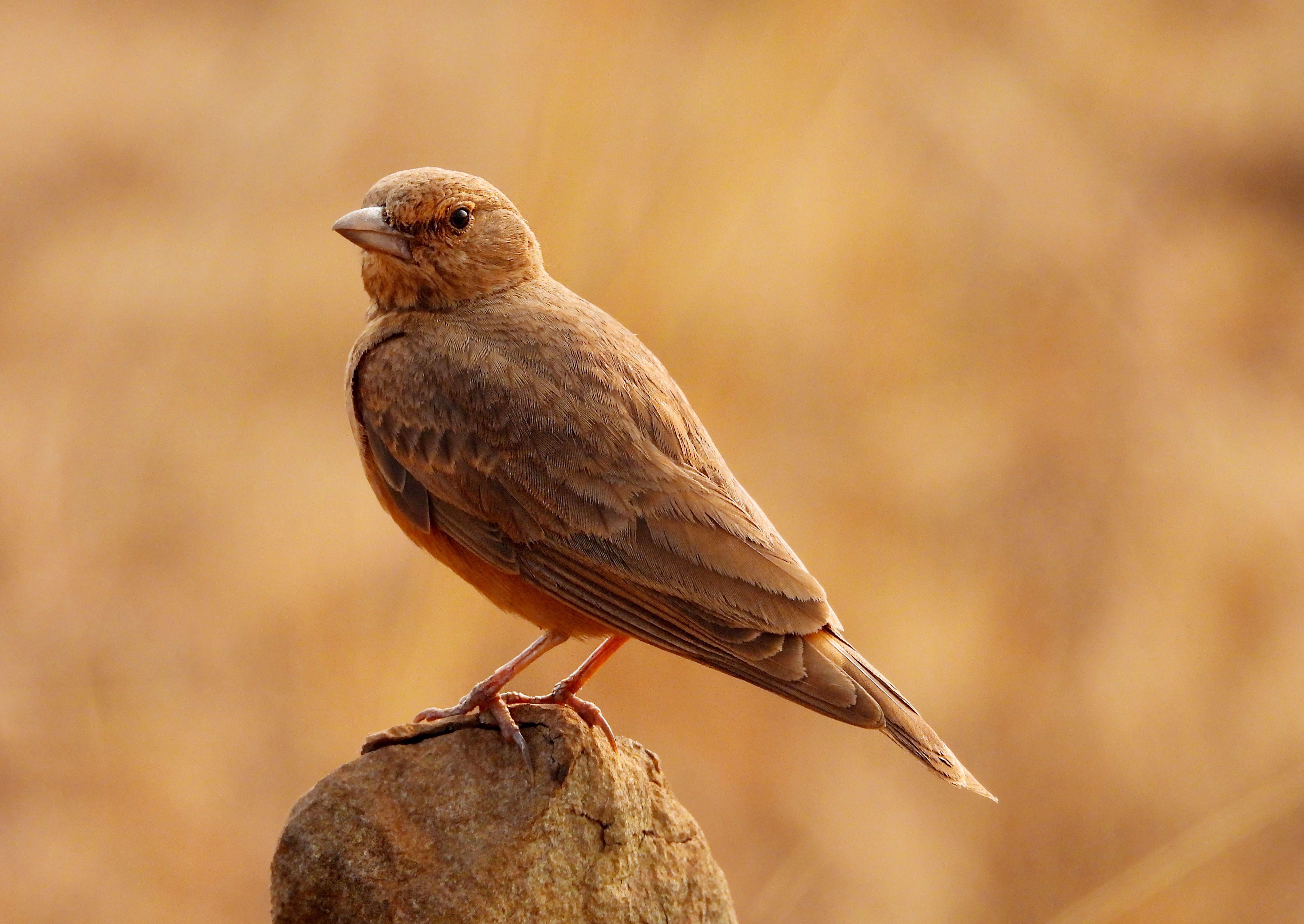 A close-up of a brown bird perched on a rock with a blurred natural background.