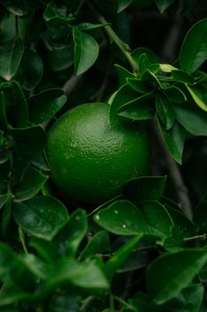 Vibrant green orange nestled among deep green leaves, showcasing natural beauty and growth.