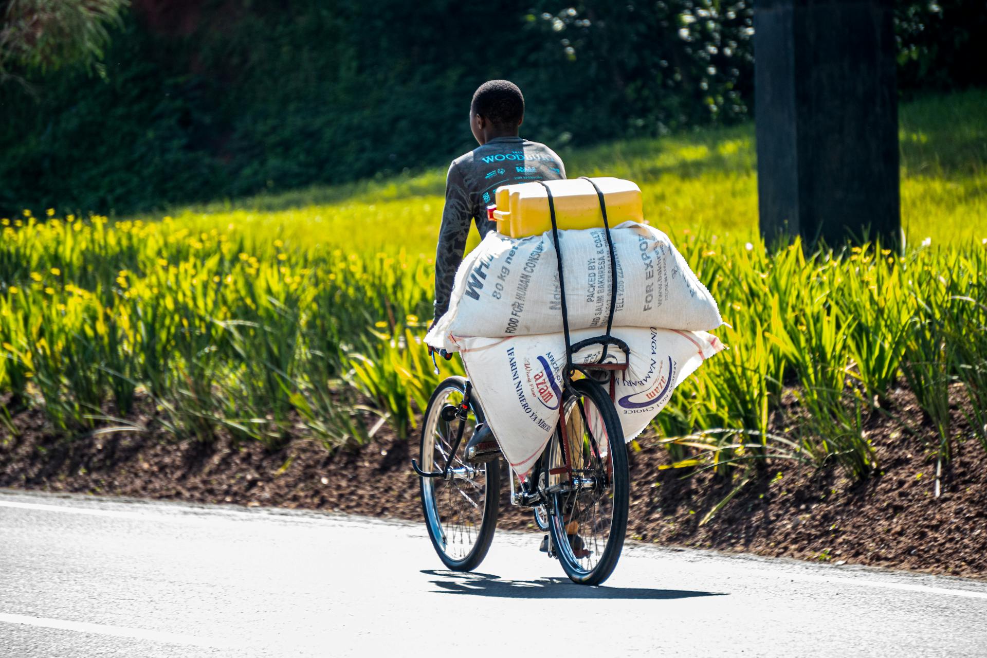 Man riding bicycle with stacked sacks on a sunny rural road.