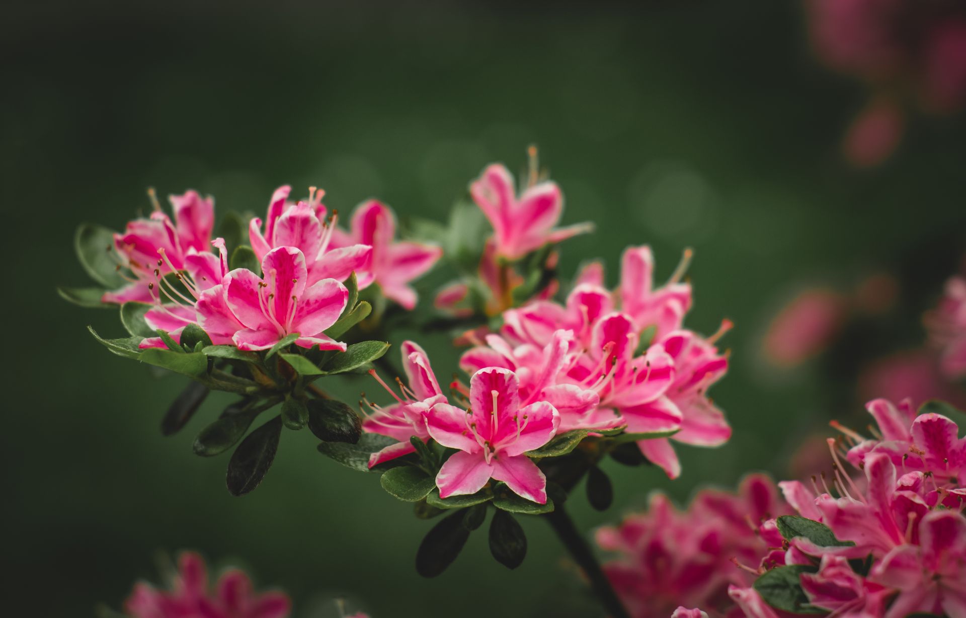 Pink azalea flowers in full bloom with lush greenery creating a vivid floral display.