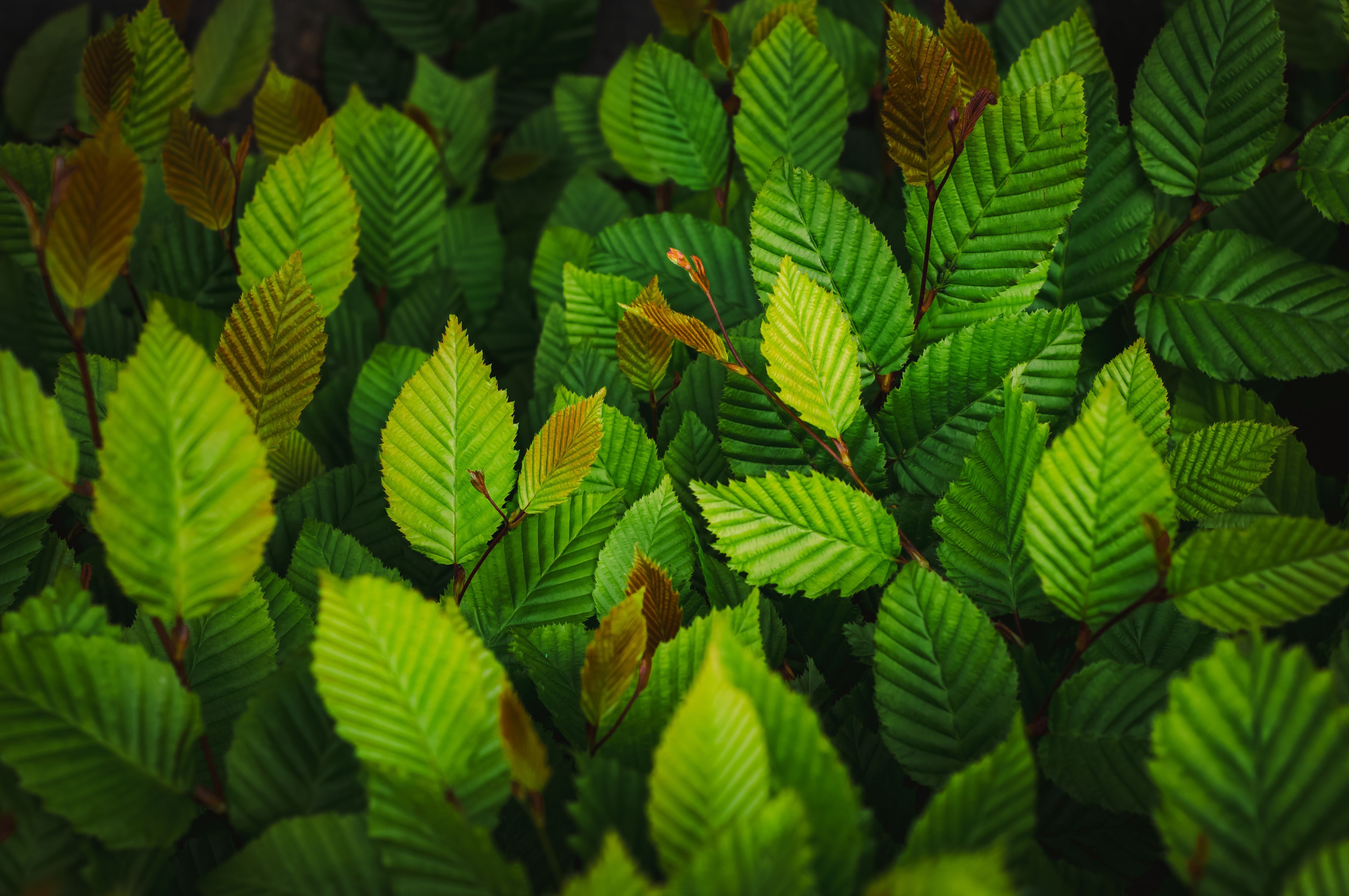 Vibrant Green Leaves in Natural Setting · Free Stock Photo