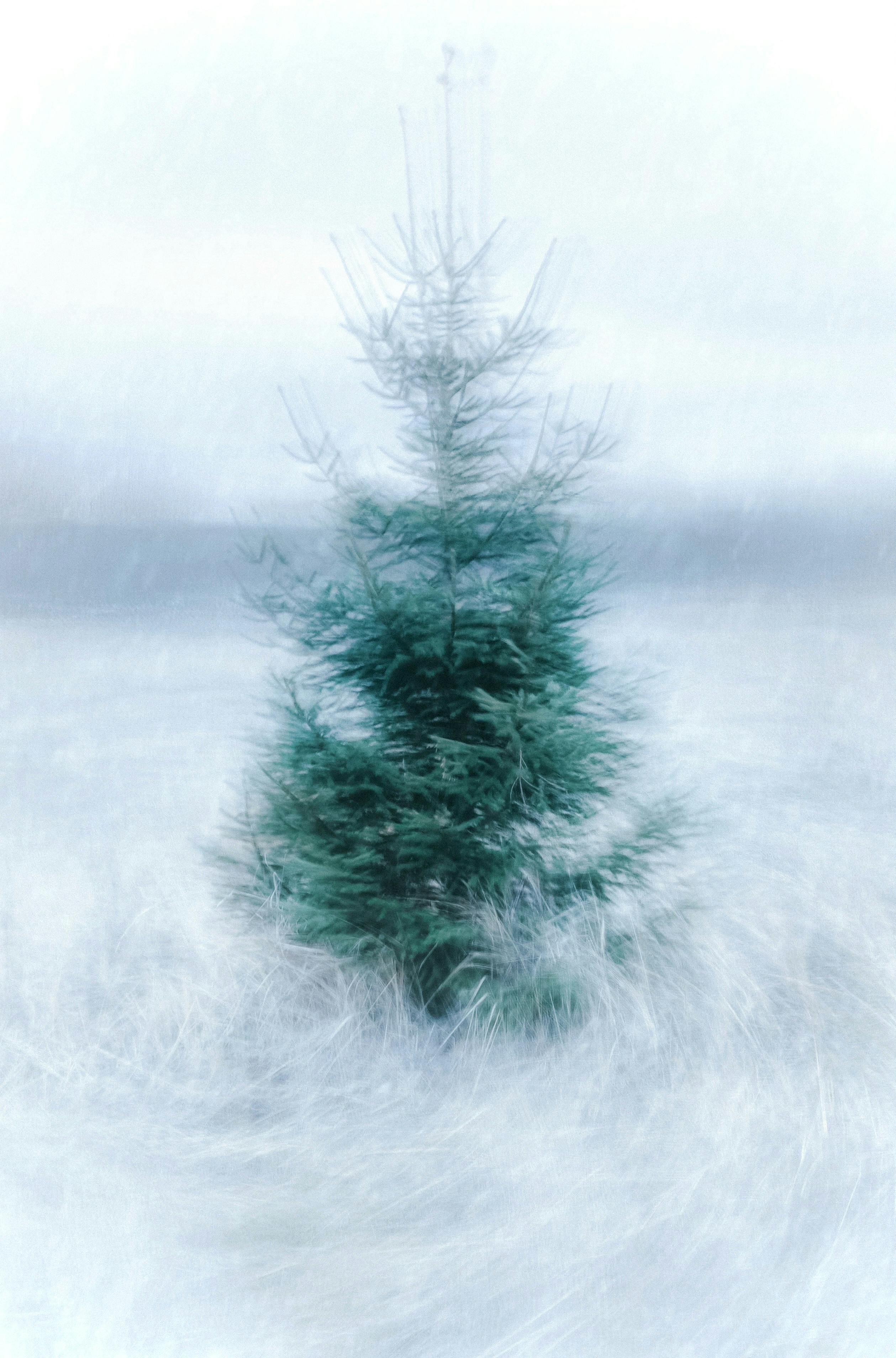A solitary fir tree stands in a snowy, dreamy winter landscape.
