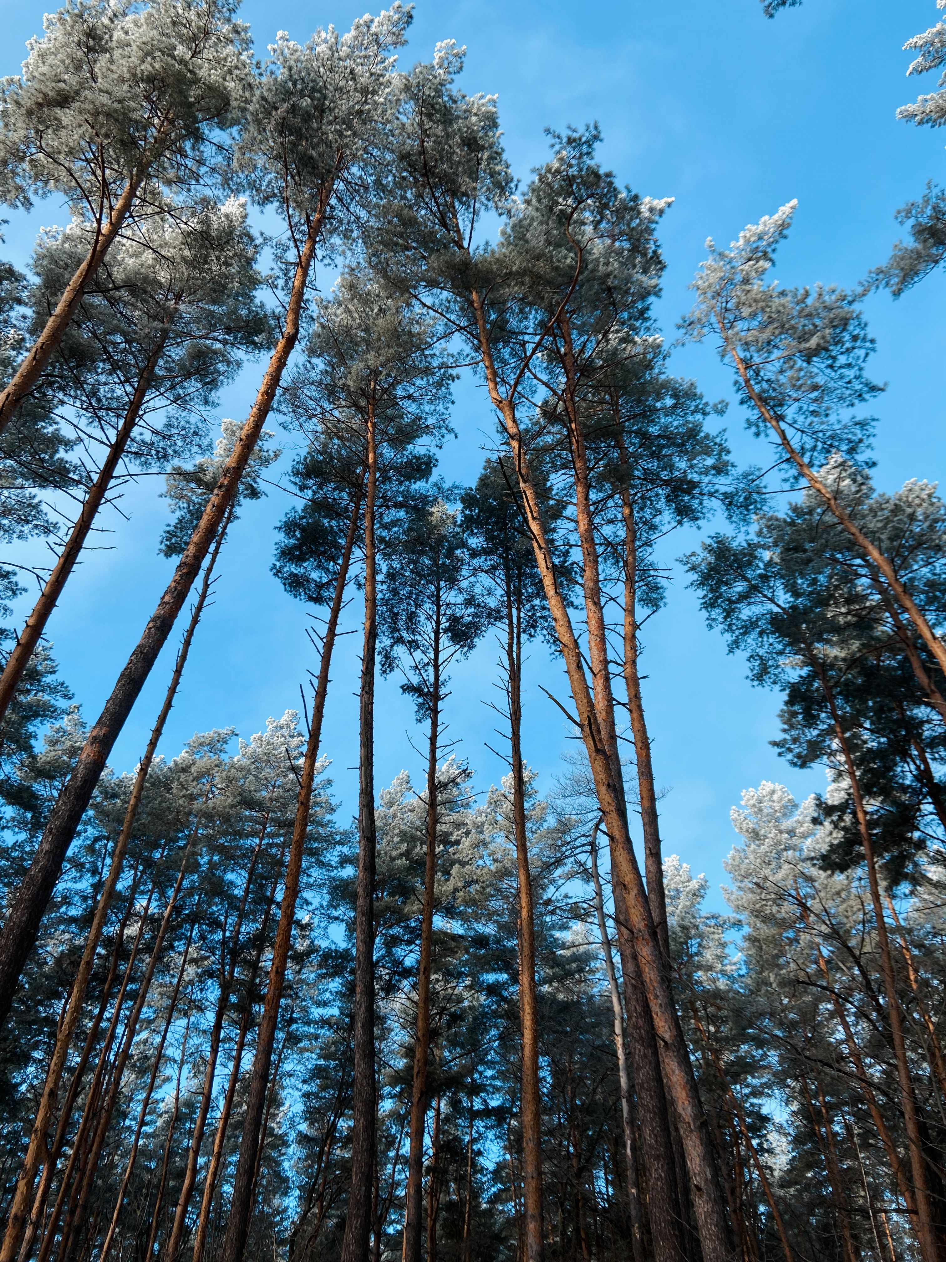 Tall Pine Trees Against Clear Blue Sky · Free Stock Photo