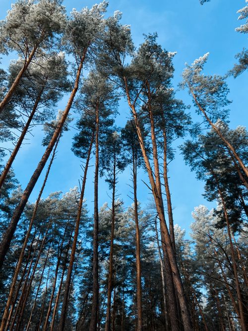 Free Majestic pine trees reaching high toward the clear blue sky, creating a serene and peaceful forest scene. Stock Photo