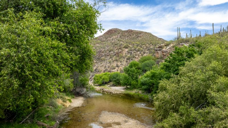 Peaceful desert landscape with lush greenery and small creek in Tucson, Arizona.