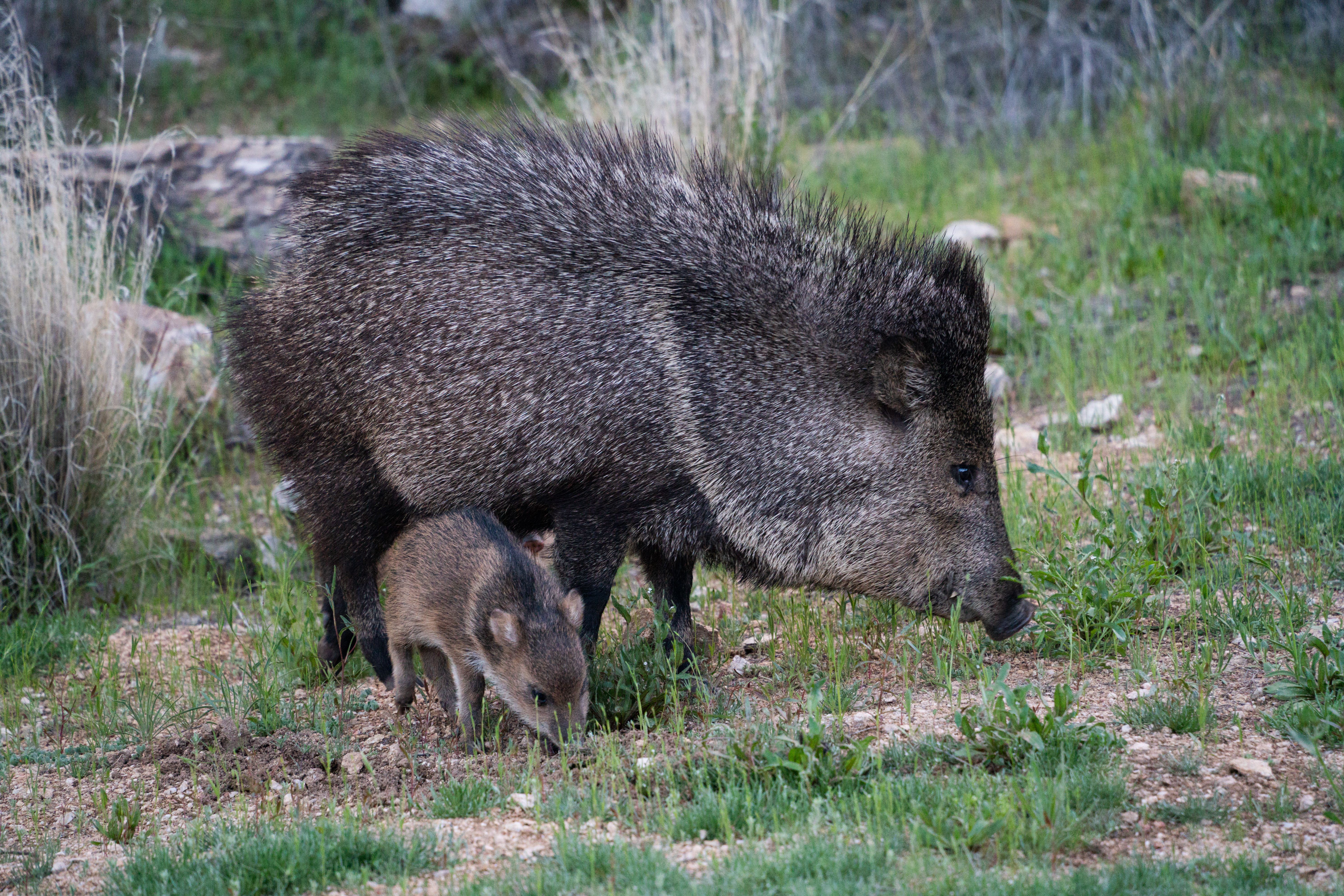 Arizona Javelina Draw Odds: Archery, HAM, and General Season Strategy — photo by Andreas Staver (pexels)