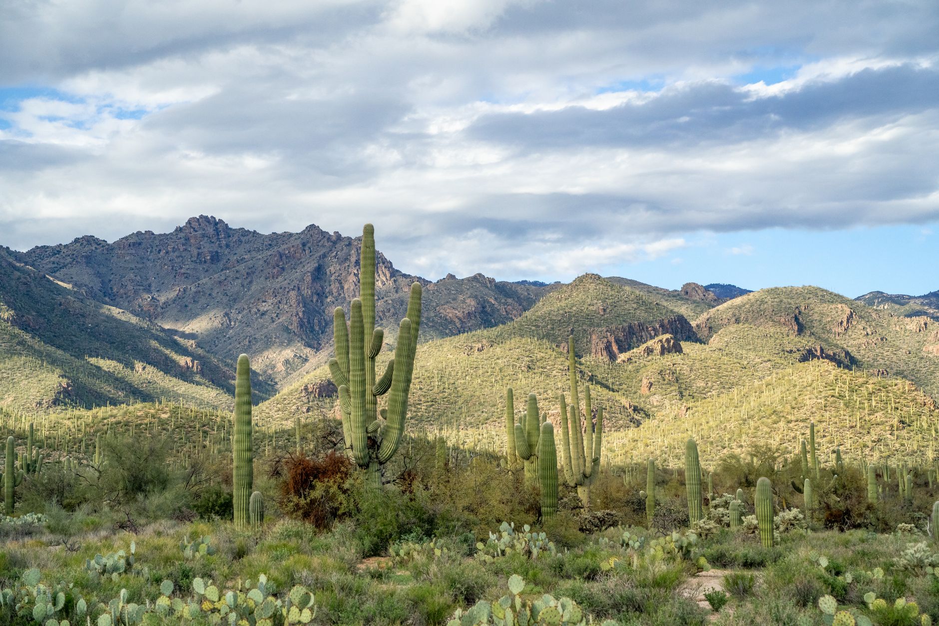 Peaceful view of Saguaro National Park with cacti and mountainous backdrop in Tucson, Arizona.