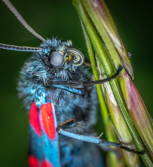 Imagine de stoc gratuită din a închide, fotografie de aproape, insectă