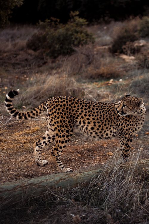Free A stunning capture of a cheetah gracefully moving in the wild terrain of Jerash, Jordan. Stock Photo