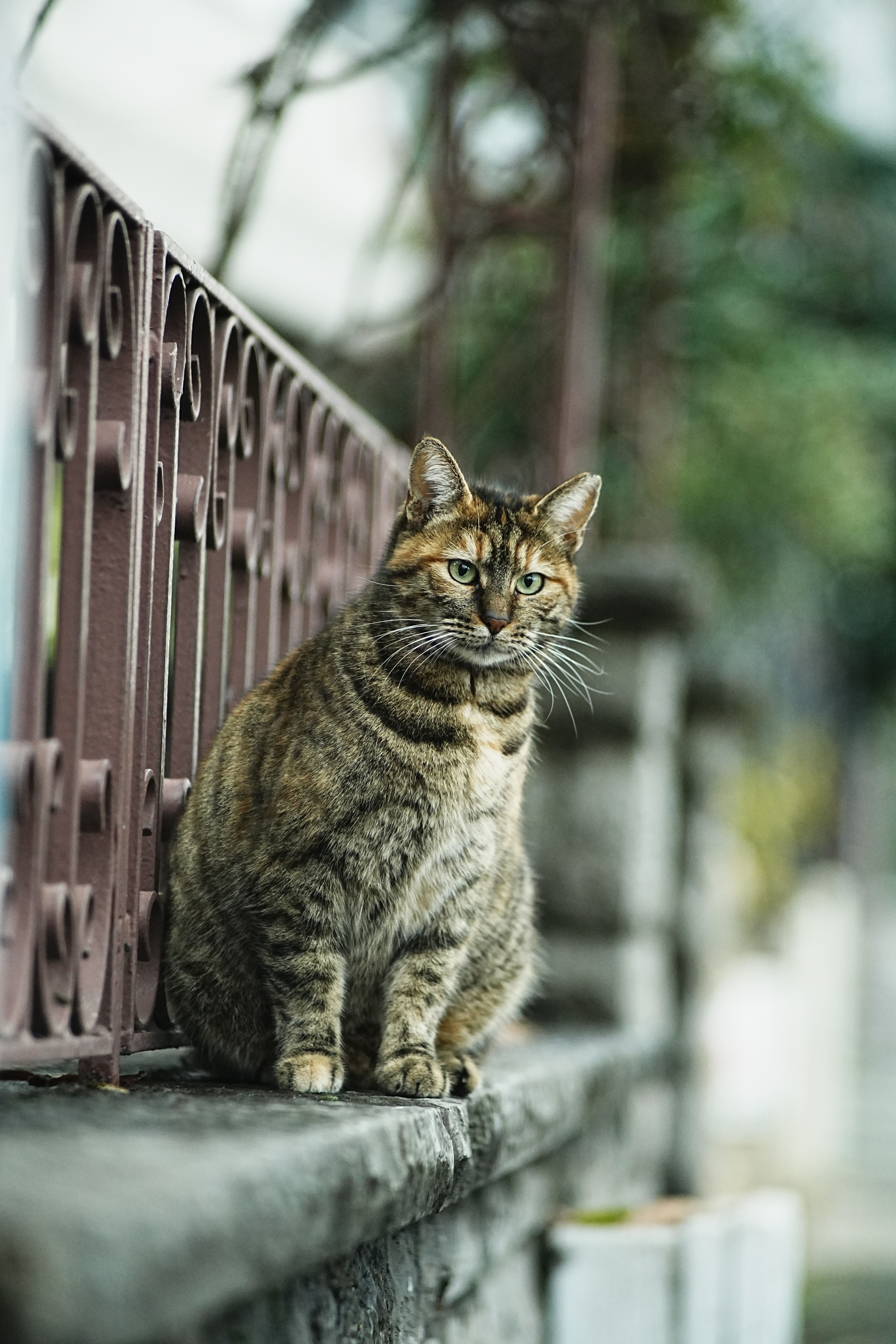 Portrait of a Tabby Cat Outdoors on Fence · Free Stock Photo