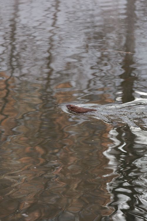 Free A solitary otter glides smoothly through rippling water, showcasing natural tranquility. Stock Photo