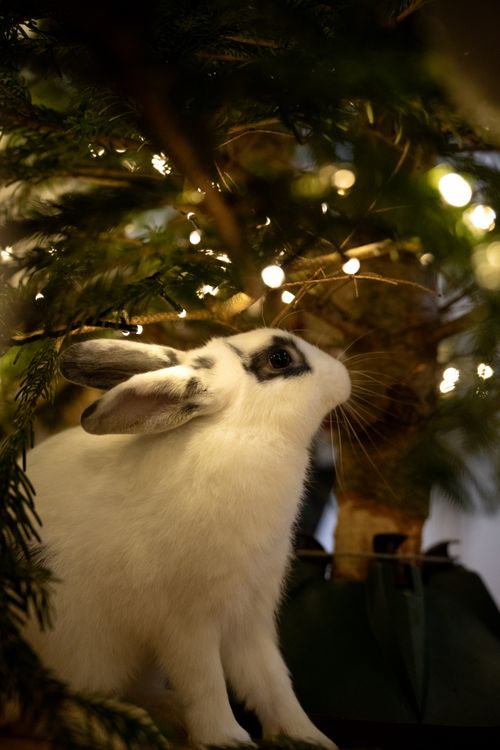 Free A white rabbit curiously explores under a Christmas tree adorned with sparkling lights. Stock Photo