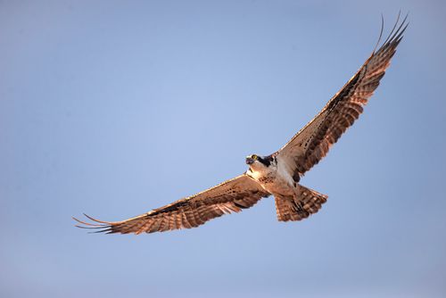 Free A striking image of an osprey gliding through a cloudless blue sky, showcasing its impressive wingspan. Stock Photo