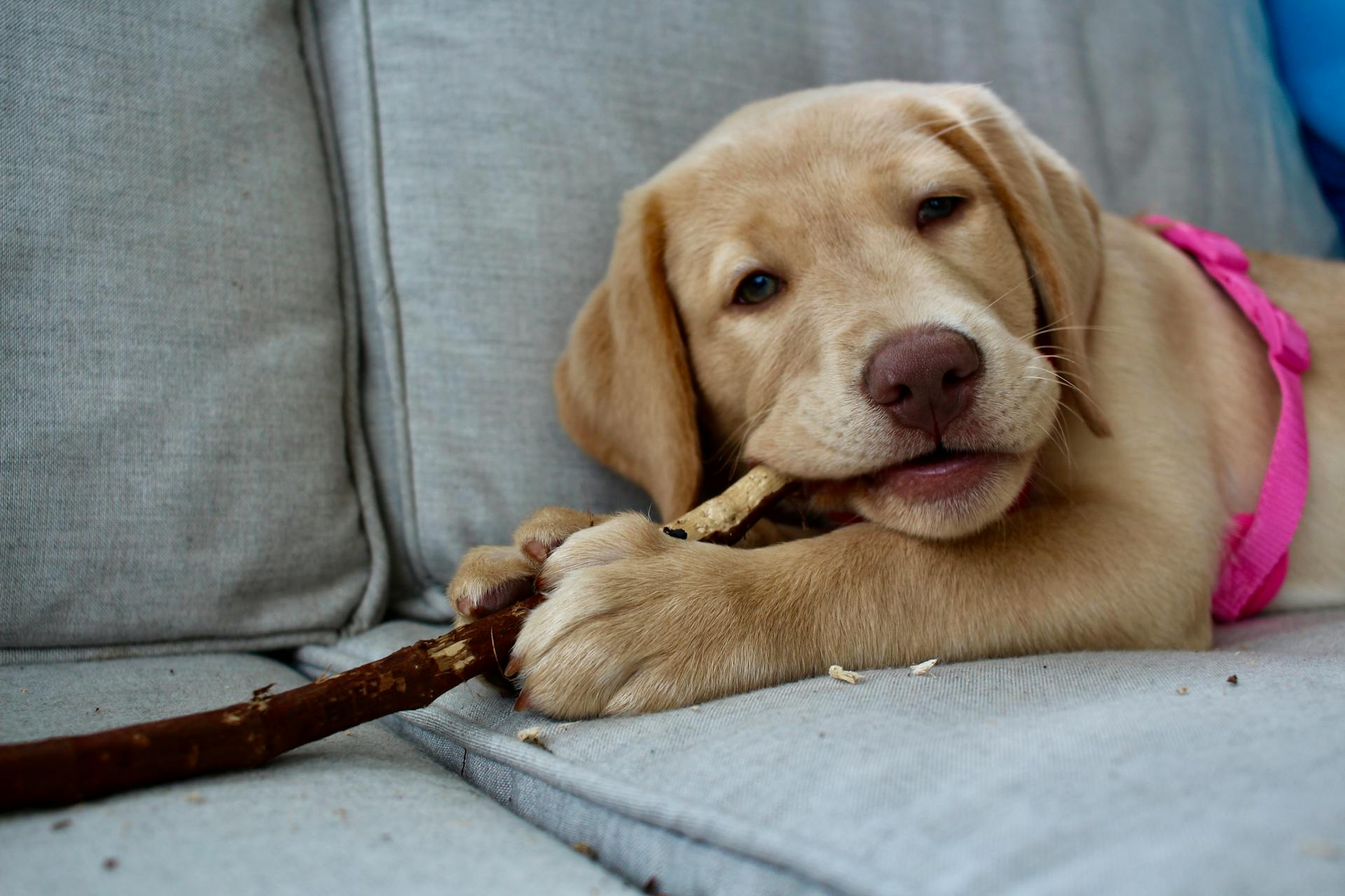 Cute Labrador retriever puppy playing on a couch with a stick, wearing a pink harness.