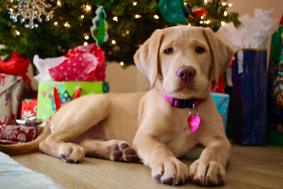 tags for christmas stockings - Cute puppy lying under a decorated Christmas tree surrounded by colorful gifts.