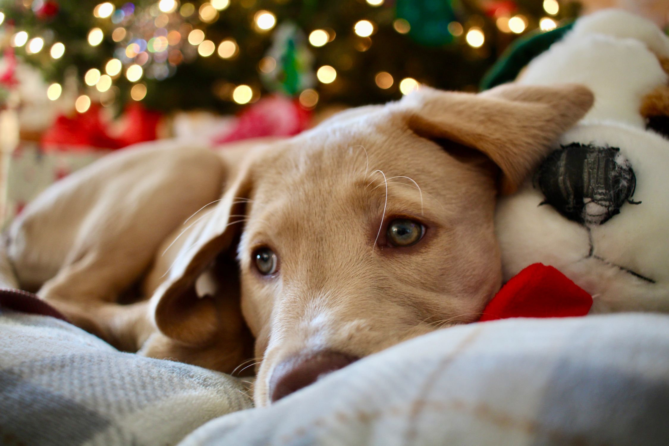 Cute puppy lying next to a plush toy in front of a twinkling Christmas tree, capturing the holiday warmth.