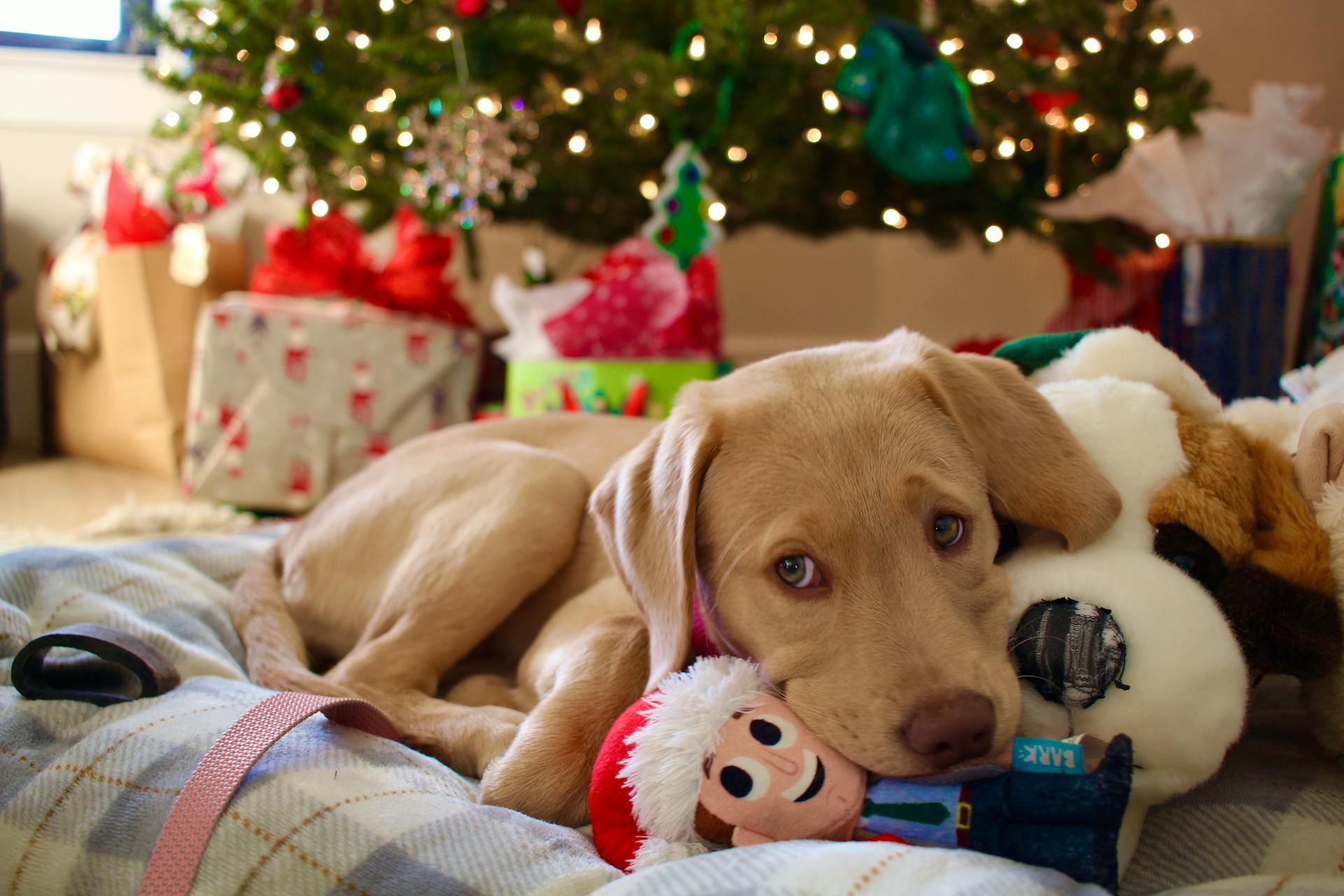 Adorable Labrador puppy resting with Christmas toys under a decorated tree indoors.