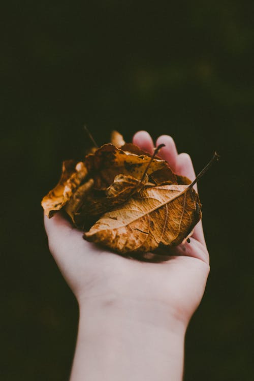 Free Person Holding Brown Leaves Stock Photo