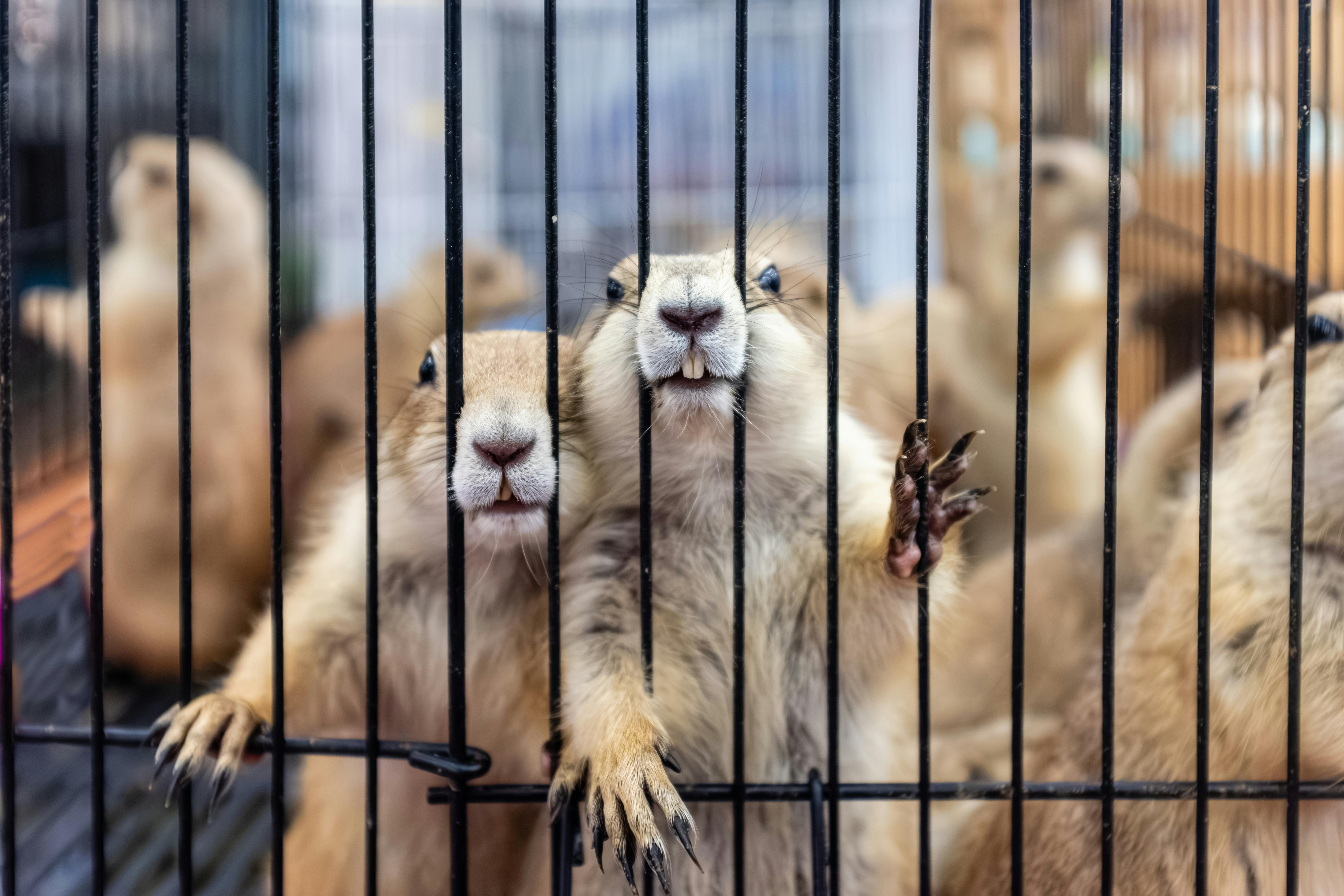 Eco-Friendly Animal Encounters: Discover How to Interact with Wildlife Responsibly