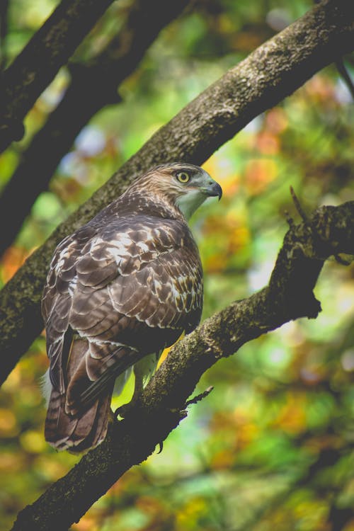 無料 木の上の茶色の鷹 写真素材