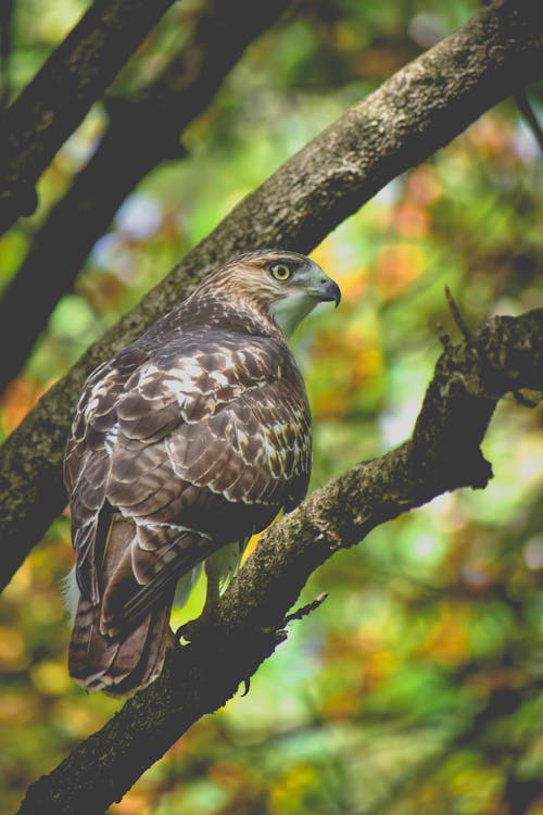 Brauner Falke Auf Baum