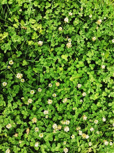 Green clover field with white flowers — Andy Chi on Pexels