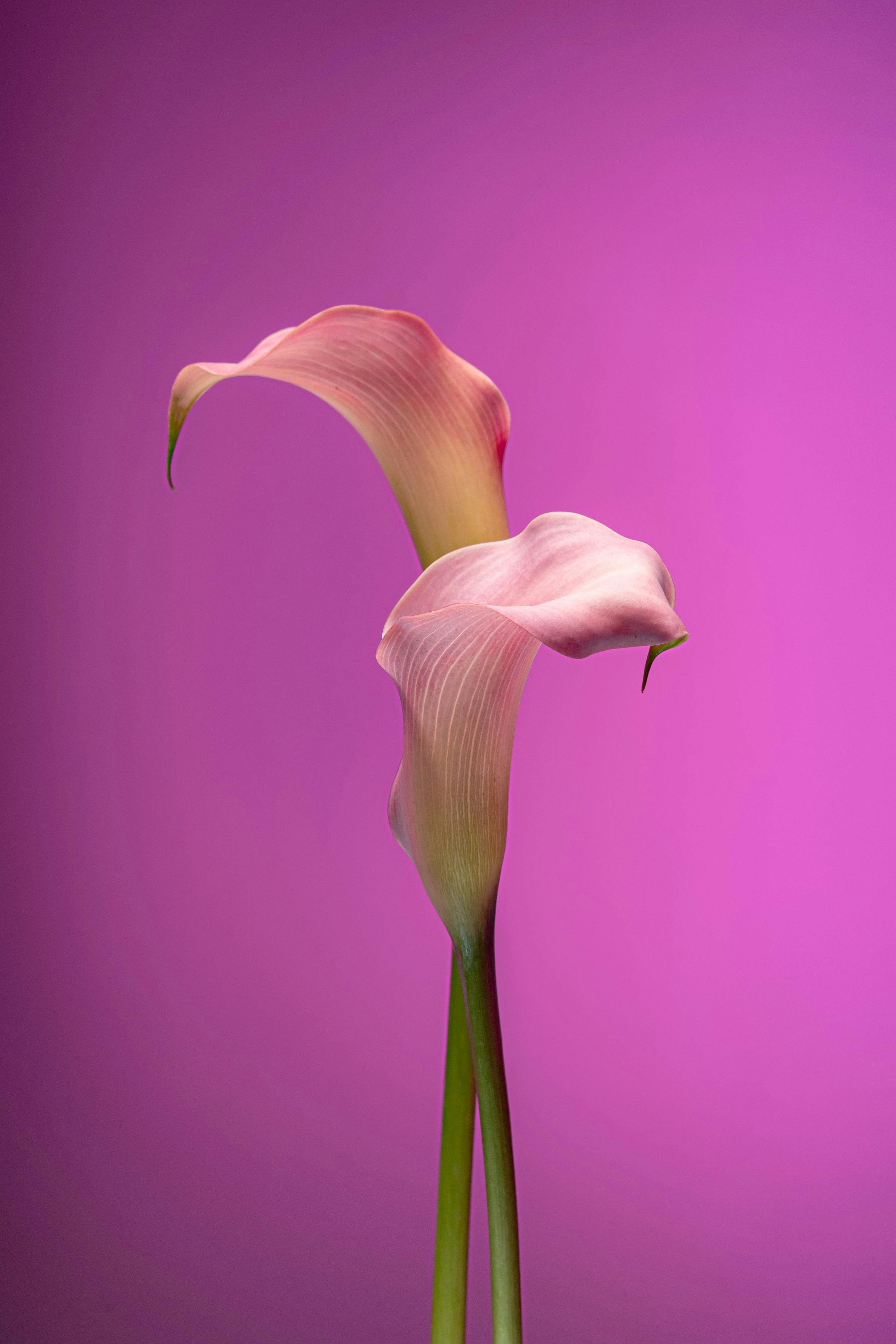 Close-up of two pink calla lilies against a vibrant purple background, conveying elegance and beauty.
