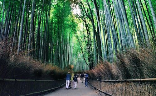 Foto stok gratis bambu, fotografi perjalanan, hijau