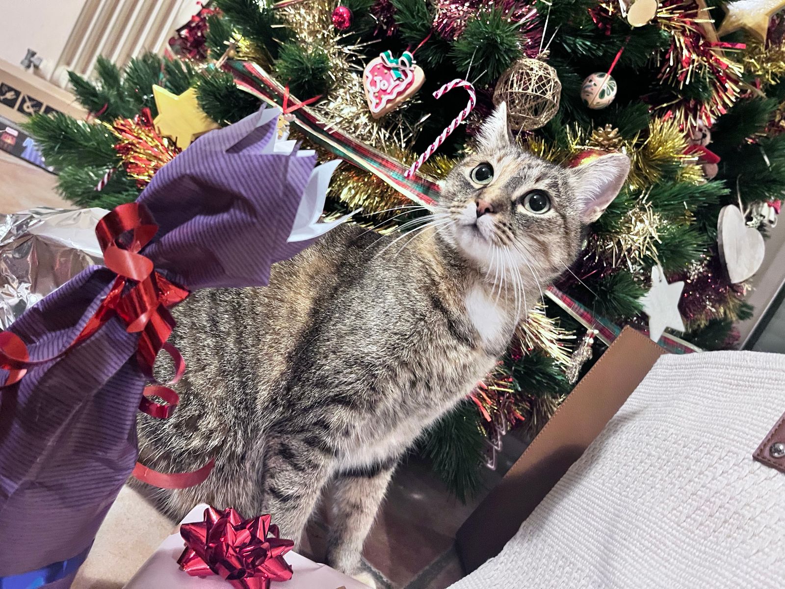 Chat de Noël