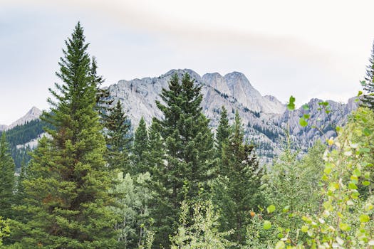 加拿大艾伯塔省拥有郁郁葱葱的绿色森林和高耸的山脉，是完美的自然逃离之地