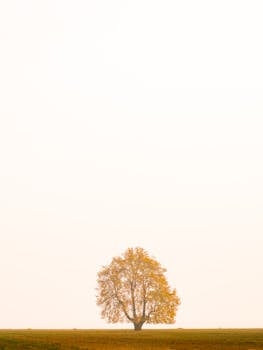 A lone tree with autumn foliage stands against a serene minimalist backdrop, evoking peaceful solitude.