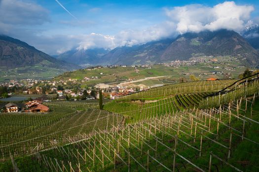 Breathtaking vineyard landscape in Schenna, Trentino-Südtirol, with mountain views.