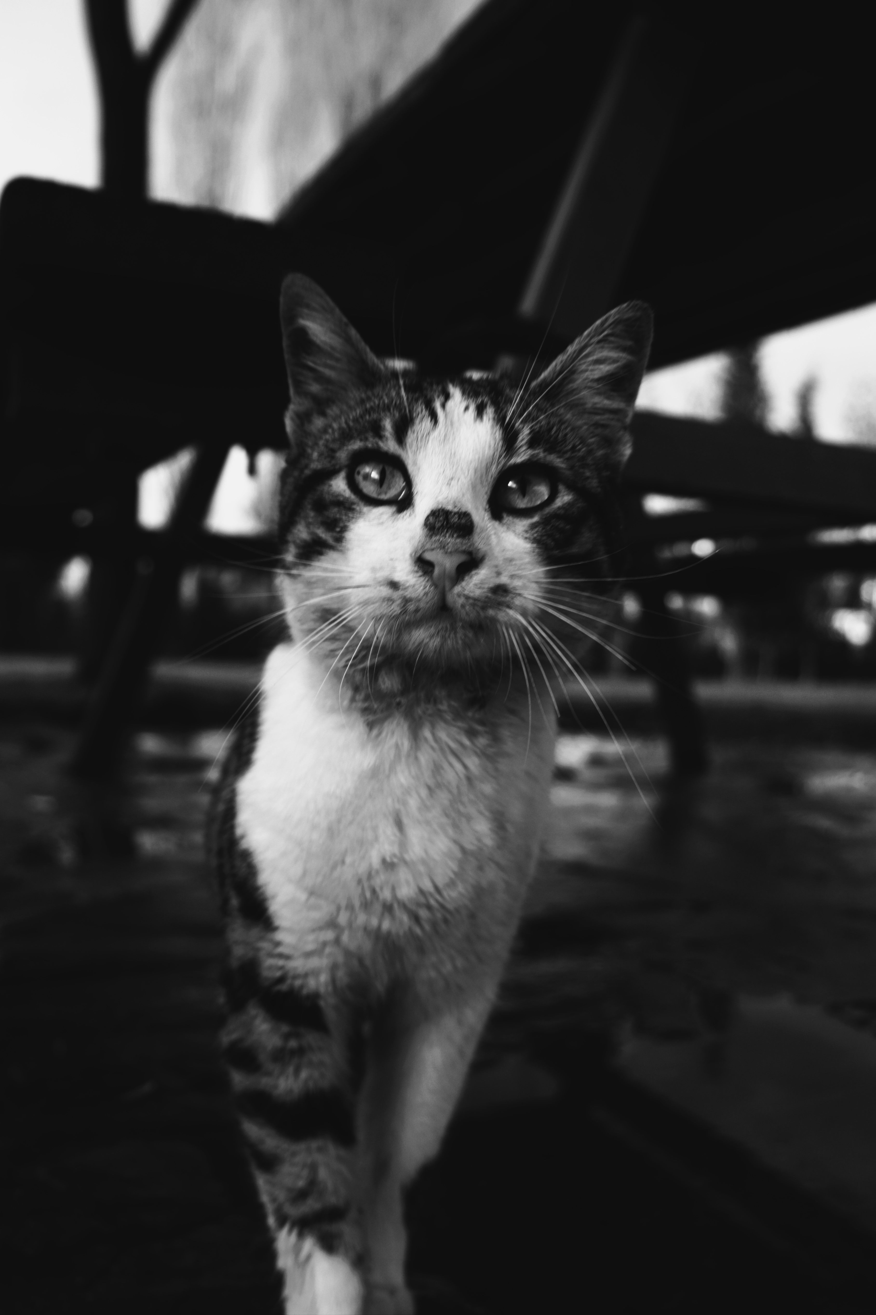 Black and White Portrait of a Street Cat · Free Stock Photo