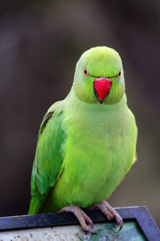 parrot photo