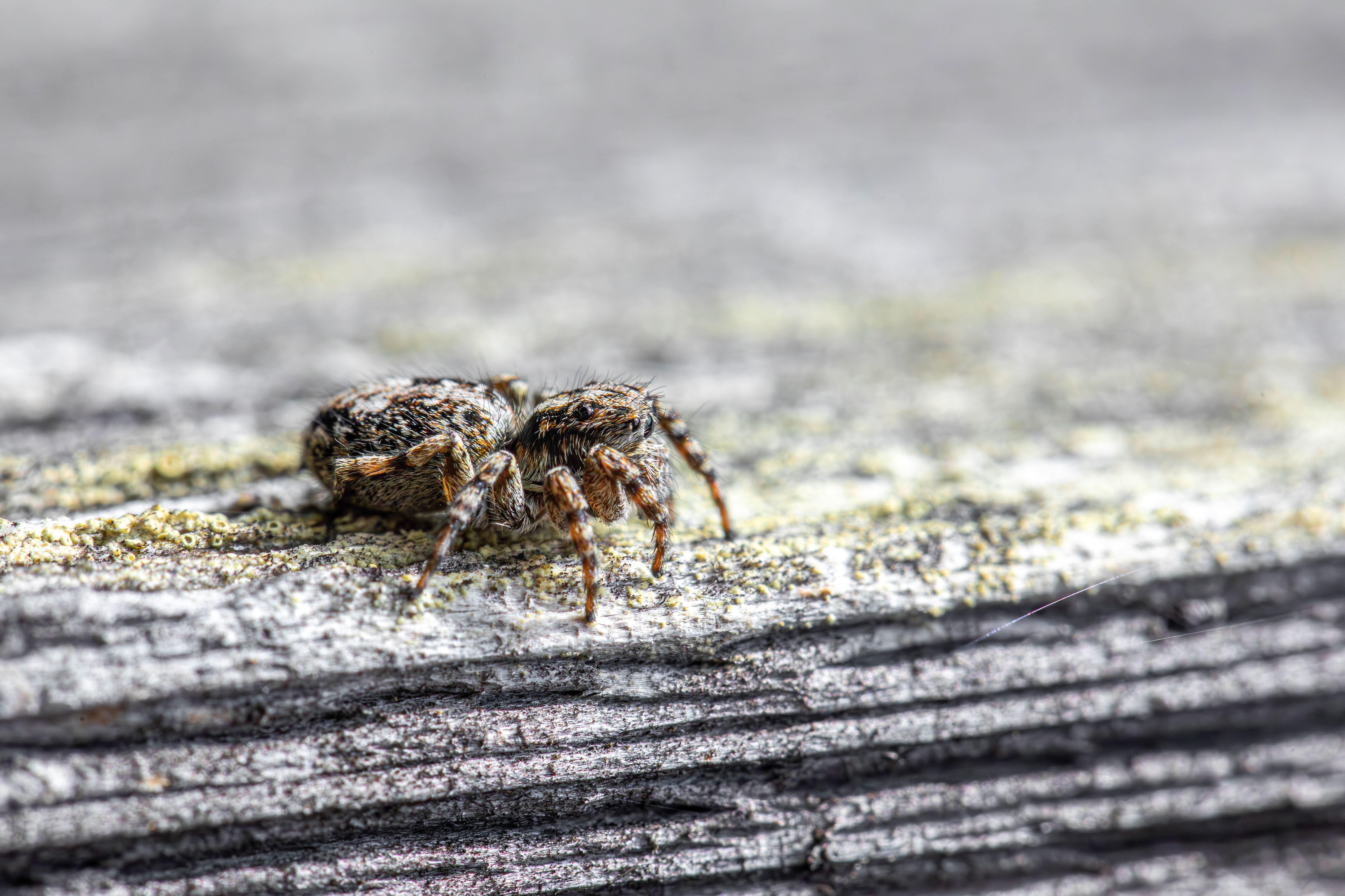 Close-Up of a Jumping Spider on Wood Surface · Free Stock Photo