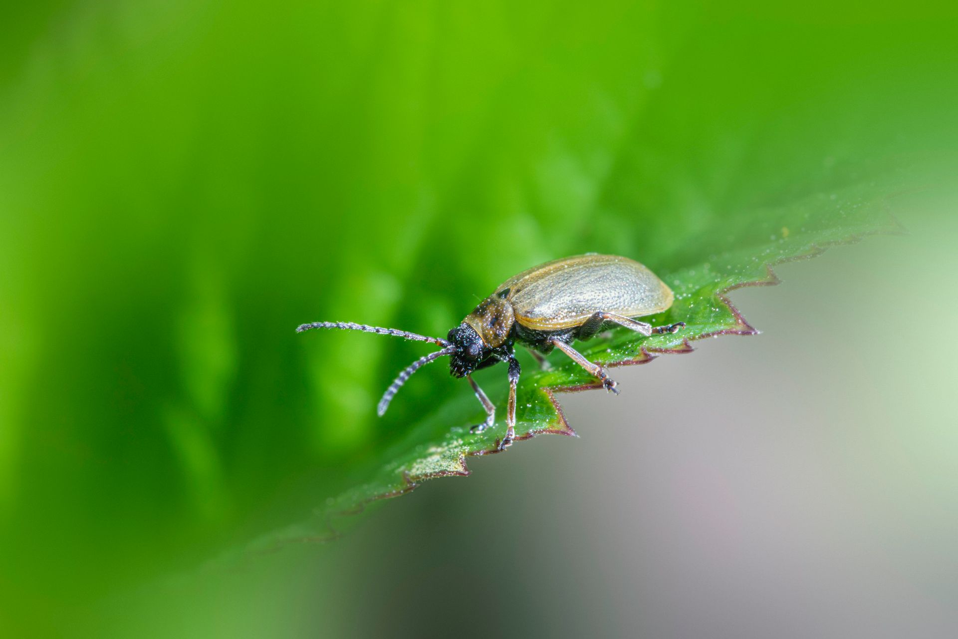 Free stock photo of arthropod, beetle, bug